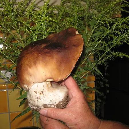Gæstehus Gletschermuehle 3*