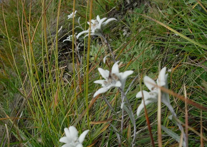 Gletschermuehle Konukevi 3*